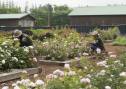 Farm Garden - Rose Garden