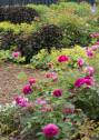 Farm Garden - Rose Garden