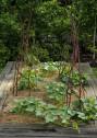 Farm Garden - Kitchen Garden