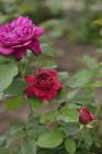 Rose　Garden